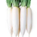 Radish Daikon