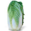 Chinese Cabbage 
