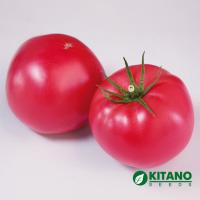 Pink tomatoes of KITANO SEEDS.