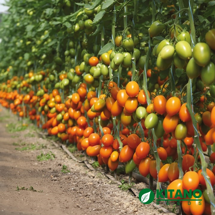 KITANO SEEDS' new colorful tomatoes for indoor cultivation.