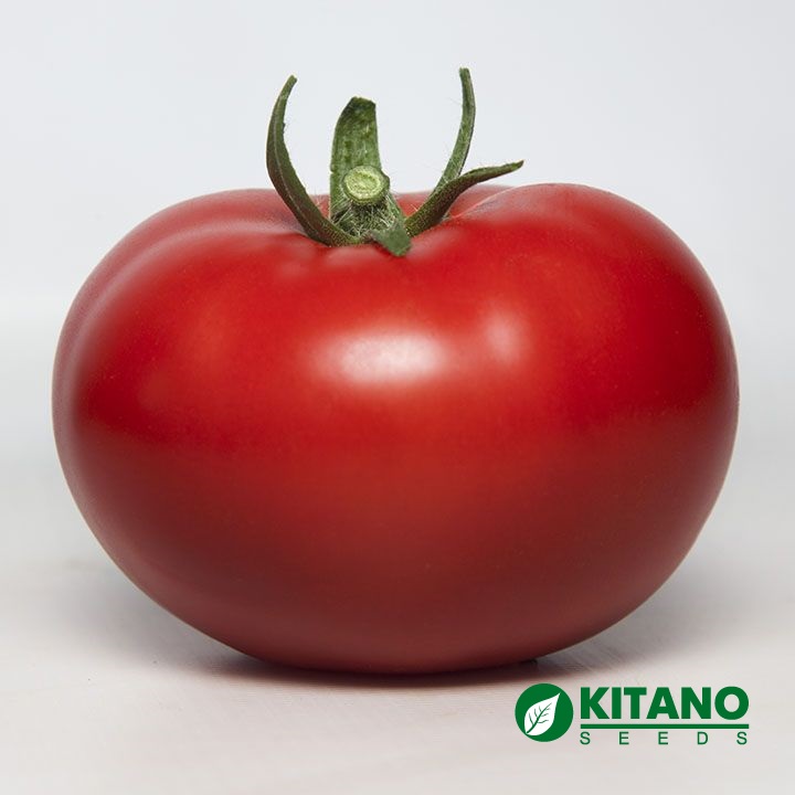 RED BEEF TOMATO KS 301 F1 WITH BEAUTIFUL UNIFORM FRUITS