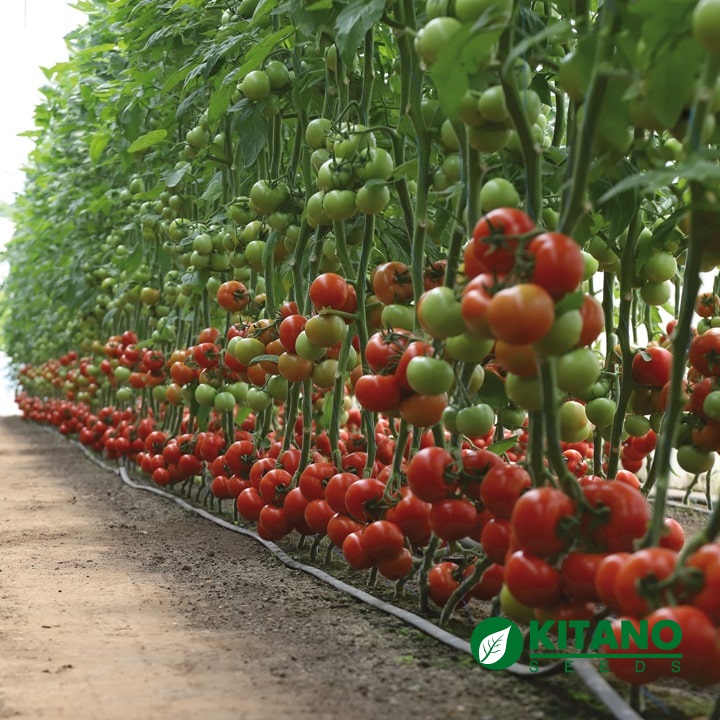RED BEEF TOMATO KS 301 F1 WITH BEAUTIFUL UNIFORM FRUITS